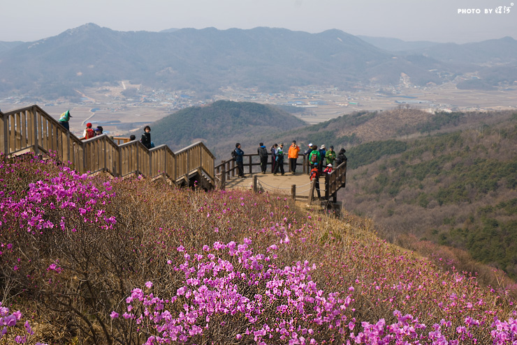 인천시 강화군 고려산, 수줍은 소녀의 연분홍 미소 고려산 진달래